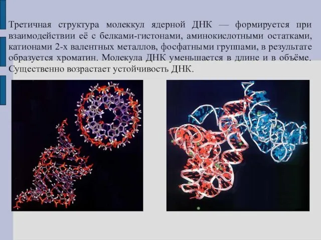 Третичная структура молеккул ядерной ДНК — формируется при взаимодействии её с белками-гистонами,