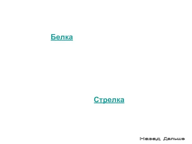 Одними из наиболее приспособившихся собак-претендентов были Белка и Стрелка. БелкаОдними из наиболее