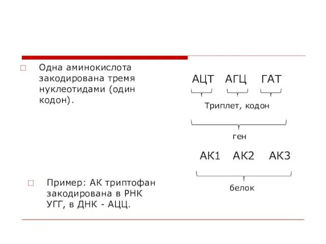 Одна аминокислота закодирована тремя нуклеотидами (один кодон). АЦТ АГЦ ГАТ Триплет, кодон