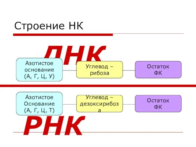 Строение НК Углевод – дезоксирибоза Азотистое Основание (А, Г, Ц, Т) Остаток