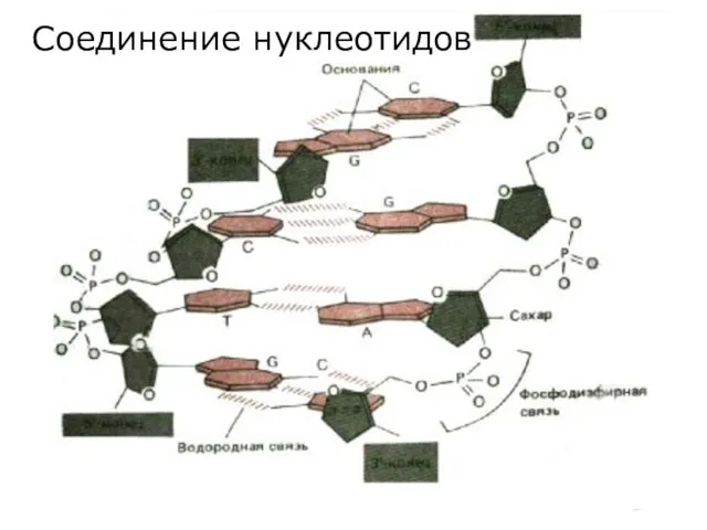 Соединение нуклеотидов