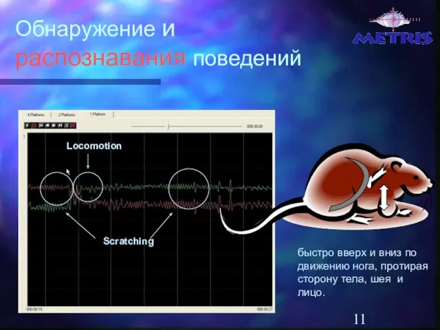 Обнаружение и распознавания поведений Locomotion Scratching