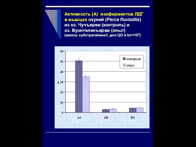 Активность (А) изоферментов ЛДГ в мышцах окуней (Perca fluviatilis) из оз. Чучъярви