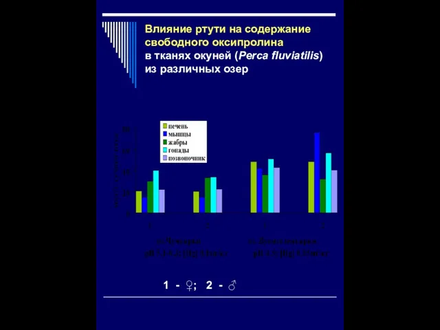 Влияние ртути на содержание свободного оксипролина в тканях окуней (Perca fluviatilis) из