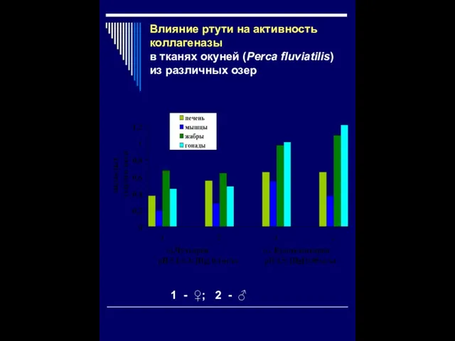 Влияние ртути на активность коллагеназы в тканях окуней (Perca fluviatilis) из различных