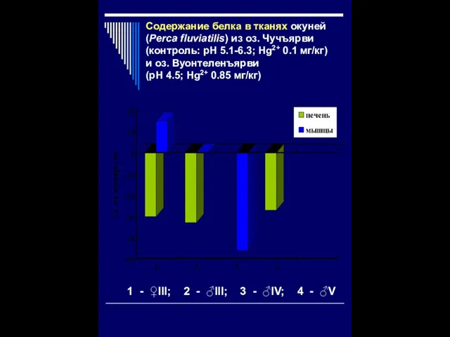 Содержание белка в тканях окуней (Рerca fluviatilis) из оз. Чучъярви (контроль: рН