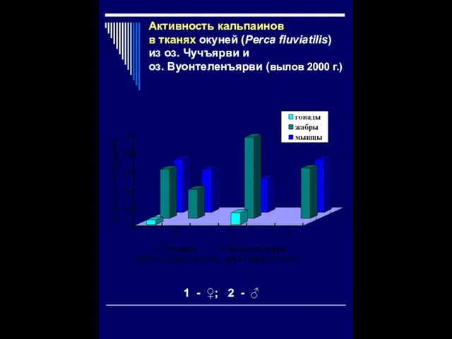 Активность кальпаинов в тканях окуней (Perca fluviatilis) из оз. Чучъярви и оз.