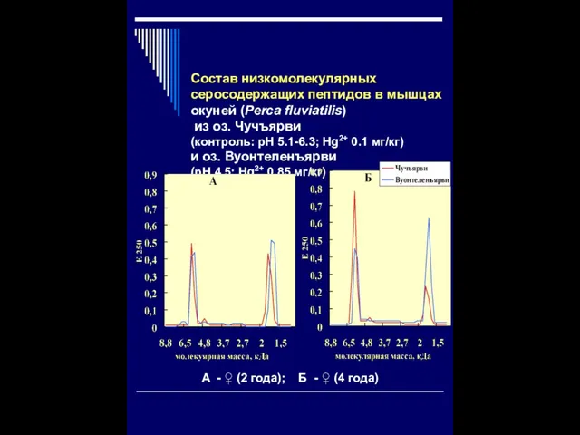 Состав низкомолекулярных серосодержащих пептидов в мышцах окуней (Perca fluviatilis) из оз. Чучъярви