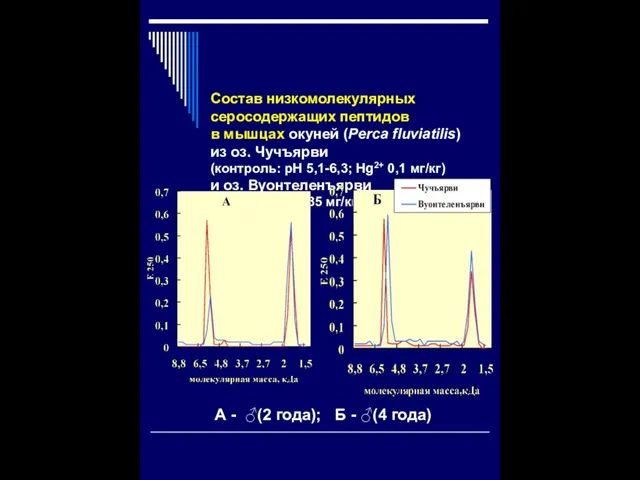 Cостав низкомолекулярных серосодержащих пептидов в мышцах окуней (Рerca fluviatilis) из оз. Чучъярви