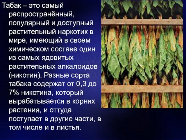 Табак – это самый распространённый, популярный и доступный растительный наркотик в мире,