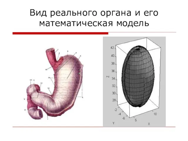 Вид реального органа и его математическая модель