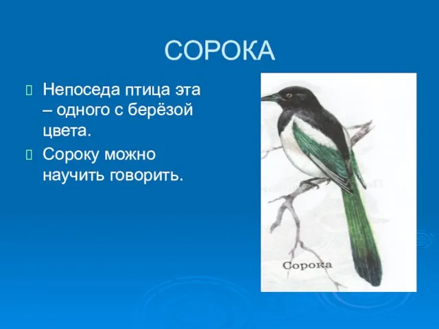 СОРОКА Непоседа птица эта – одного с берёзой цвета. Сороку можно научить говорить.