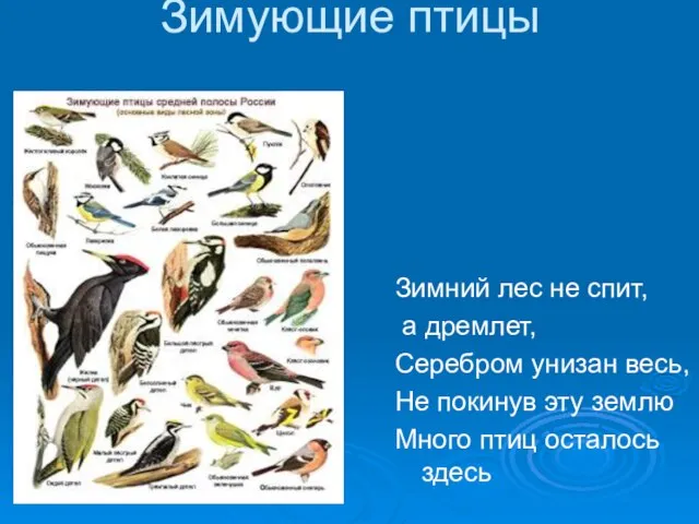 Зимующие птицы Зимний лес не спит, а дремлет, Серебром унизан весь, Не