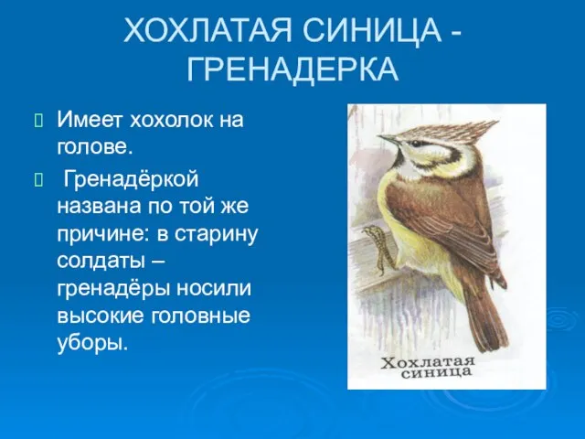 ХОХЛАТАЯ СИНИЦА - ГРЕНАДЕРКА Имеет хохолок на голове. Гренадёркой названа по той