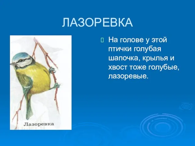 ЛАЗОРЕВКА На голове у этой птички голубая шапочка, крылья и хвост тоже голубые, лазоревые.