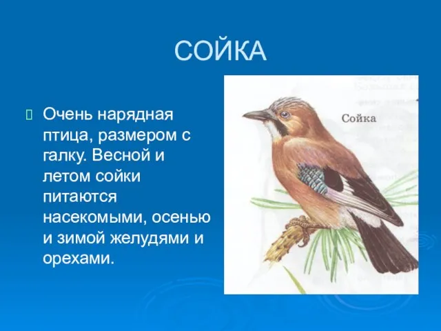 СОЙКА Очень нарядная птица, размером с галку. Весной и летом сойки питаются