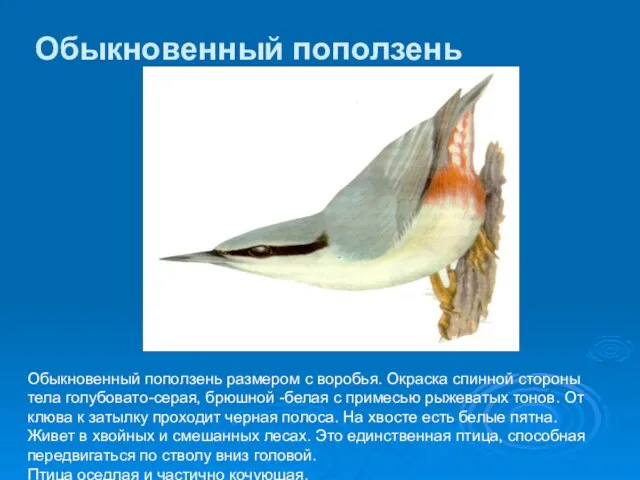 Обыкновенный поползень размером с воробья. Окраска спинной стороны тела голубовато-серая, брюшной -белая