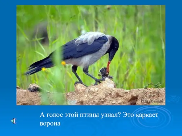 А голос этой птицы узнал? Это каркает ворона А голос этой птицы узнал? Это каркает ворона