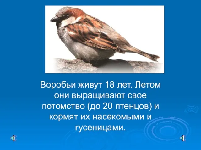 Воробьи живут 18 лет. Летом они выращивают свое потомство (до 20 птенцов)