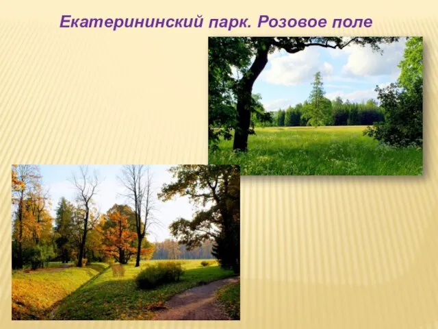 Екатерининский парк. Розовое поле