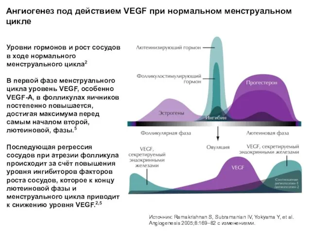 Ангиогенез под действием VEGF при нормальном менструальном цикле Источник: Ramakrishnan S, Subramanian