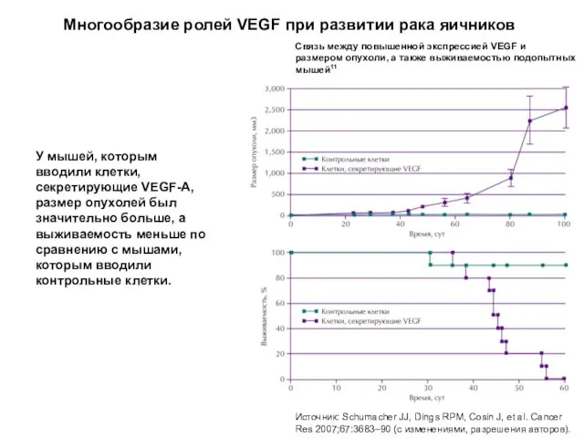 Многообразие ролей VEGF при развитии рака яичников Связь между повышенной экспрессией VEGF