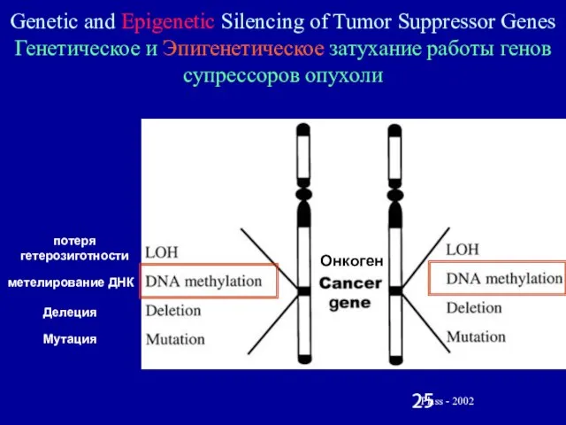 Genetic and Epigenetic Silencing of Tumor Suppressor Genes Генетическое и Эпигенетическое затухание