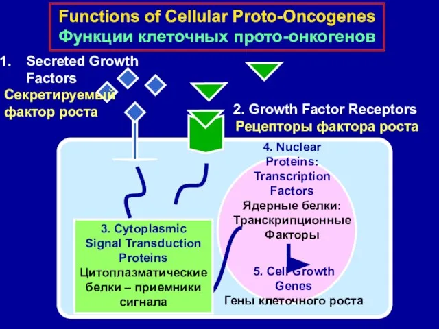 4. Nuclear Proteins: Transcription Factors Ядерные белки: Транскрипционные Факторы 5. Cell Growth