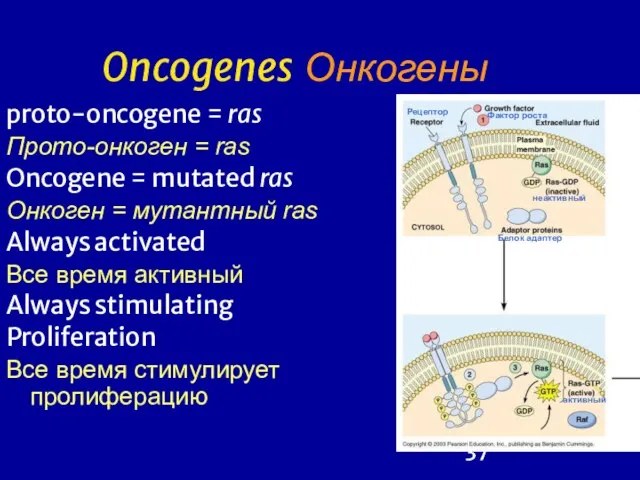 Oncogenes Онкогены proto-oncogene = ras Прото-онкоген = ras Oncogene = mutated ras