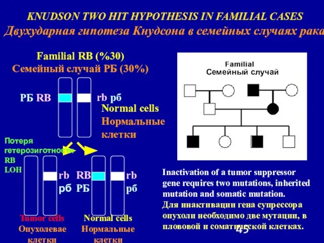 KNUDSON TWO HIT HYPOTHESIS IN FAMILIAL CASES Двухударная гипотеза Кнудсона в семейных