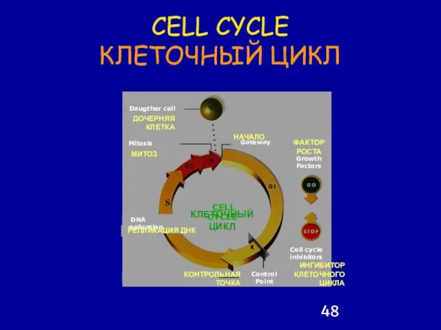 CELL CYCLE КЛЕТОЧНЫЙ ЦИКЛ