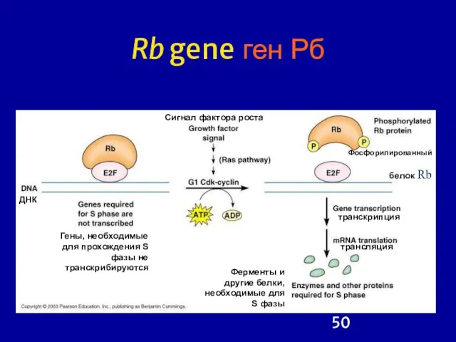 Rb gene ген Рб
