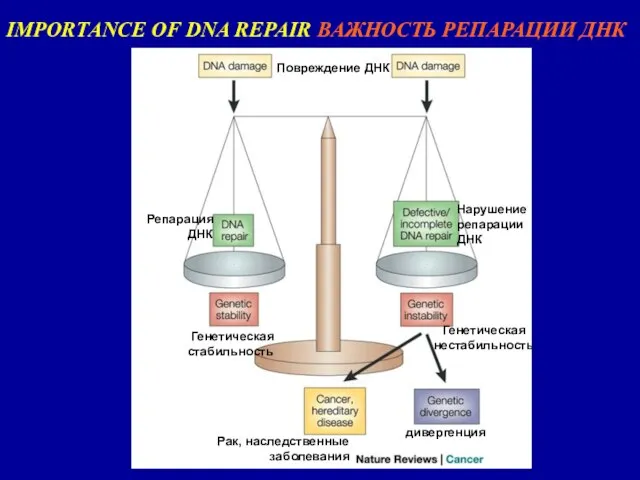 IMPORTANCE OF DNA REPAIR ВАЖНОСТЬ РЕПАРАЦИИ ДНК