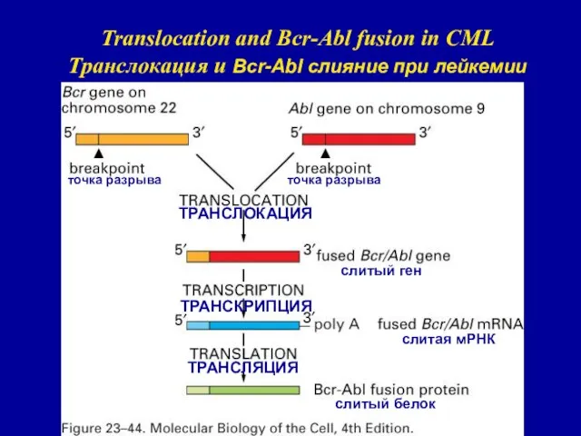 Translocation and Bcr-Abl fusion in CML Транслокация и Bcr-Abl слияние при лейкемии