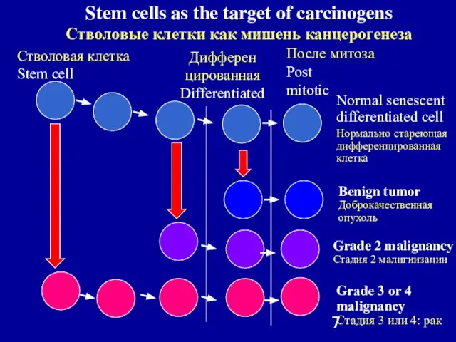 После митоза Post mitotic Стволовая клетка Stem cell Дифферен цированная Differentiated Normal