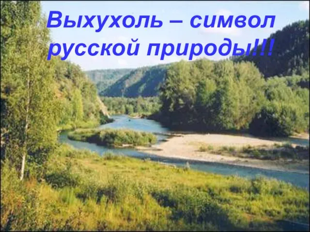 Выхухоль – символ русской природы!!!