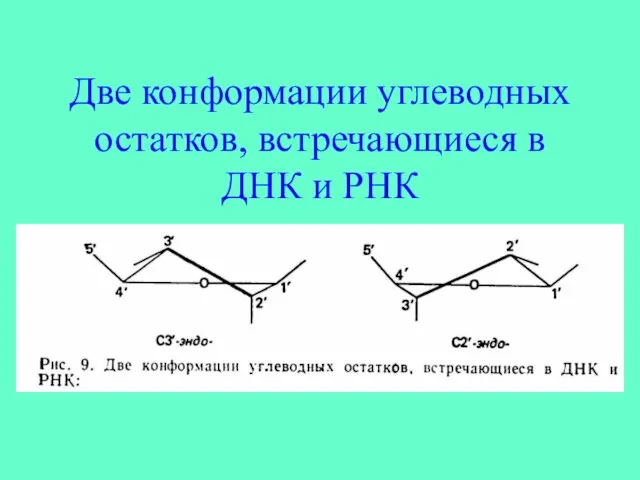 Две конформации углеводных остатков, встречающиеся в ДНК и РНК