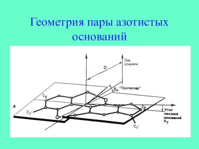 Геометрия пары азотистых оснований