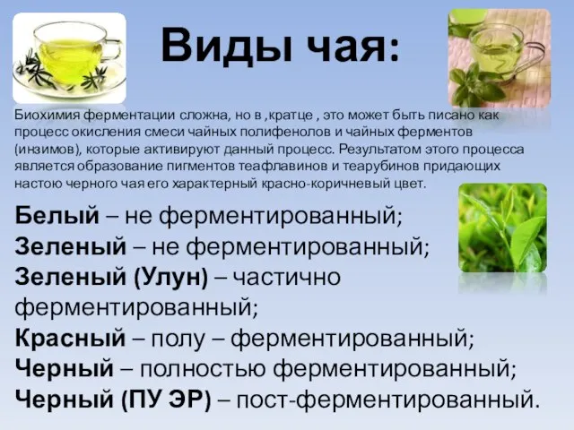 Виды чая: Белый – не ферментированный; Зеленый – не ферментированный; Зеленый (Улун)