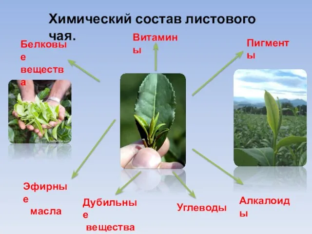 Химический состав листового чая. Дубильные вещества Эфирные масла Алкалоиды Белковые вещества Пигменты Витамины Углеводы