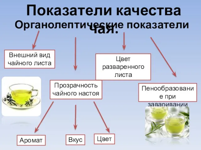 Органолептические показатели Внешний вид чайного листа Прозрачность чайного настоя Цвет разваренного листа