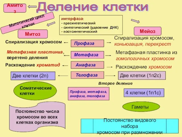 Деление клетки интерфаза: - пресинтетический - синтетический (удвоение ДНК) - постсинтетический Спирализация