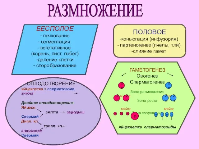 РАЗМНОЖЕНИЕ БЕСПОЛОЕ - почкование сегментация вегетативное (корень, лист, побег) -деление клетки -