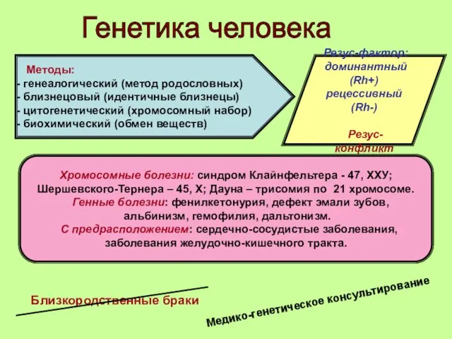 Генетика человека Методы: генеалогический (метод родословных) близнецовый (идентичные близнецы) цитогенетический (хромосомный набор)