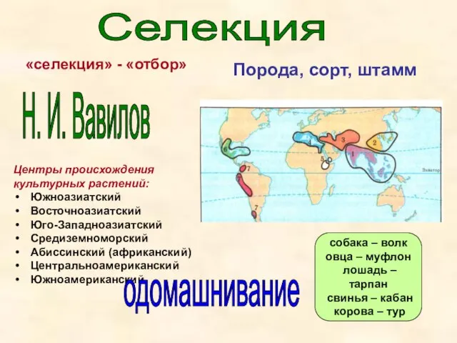 Селекция Центры происхождения культурных растений: Южноазиатский Восточноазиатский Юго-Западноазиатский Средиземноморский Абиссинский (африканский) Центральноамериканский