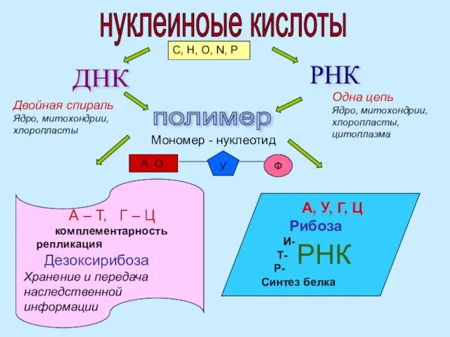 нуклеиноые кислоты C, H, O, N, P ДНК РНК полимер Мономер -