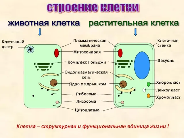 строение клетки животная клетка растительная клетка Плазматическая мембрана Митохондрия Комплекс Гольджи Эндоплазматическая