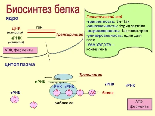 Биосинтез белка ядро цитоплазма Генетический код -триплетность: 3н=1ак -однозначность: 1триплет=1ак -вырожденность: 1ак=неск.трип