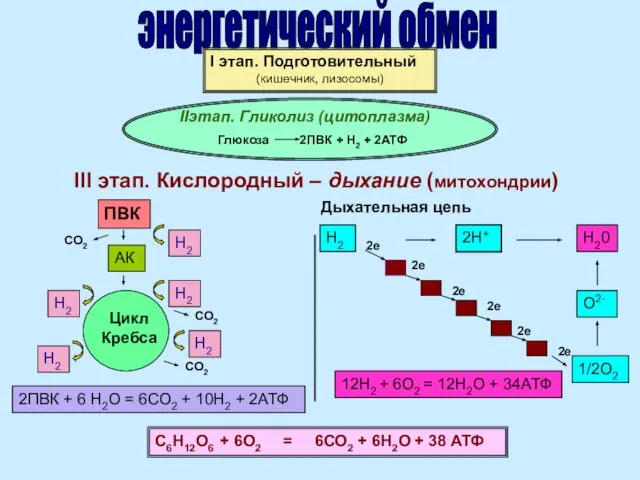 энергетический обмен I этап. Подготовительный (кишечник, лизосомы) IIэтап. Гликолиз (цитоплазма) Глюкоза 2ПВК