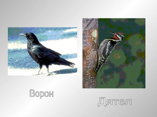 Ворон Дятел